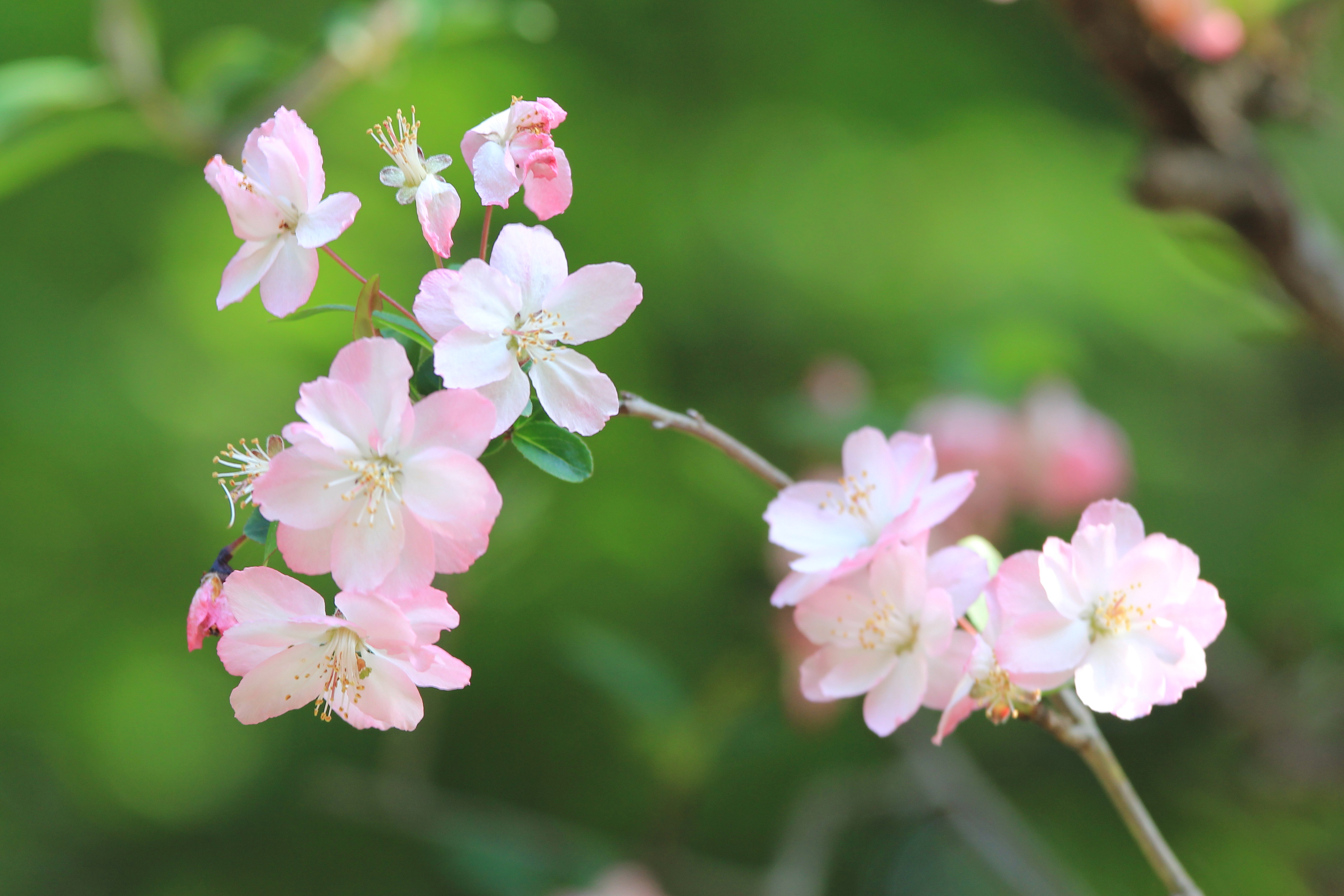 写真：一重の桜（２）