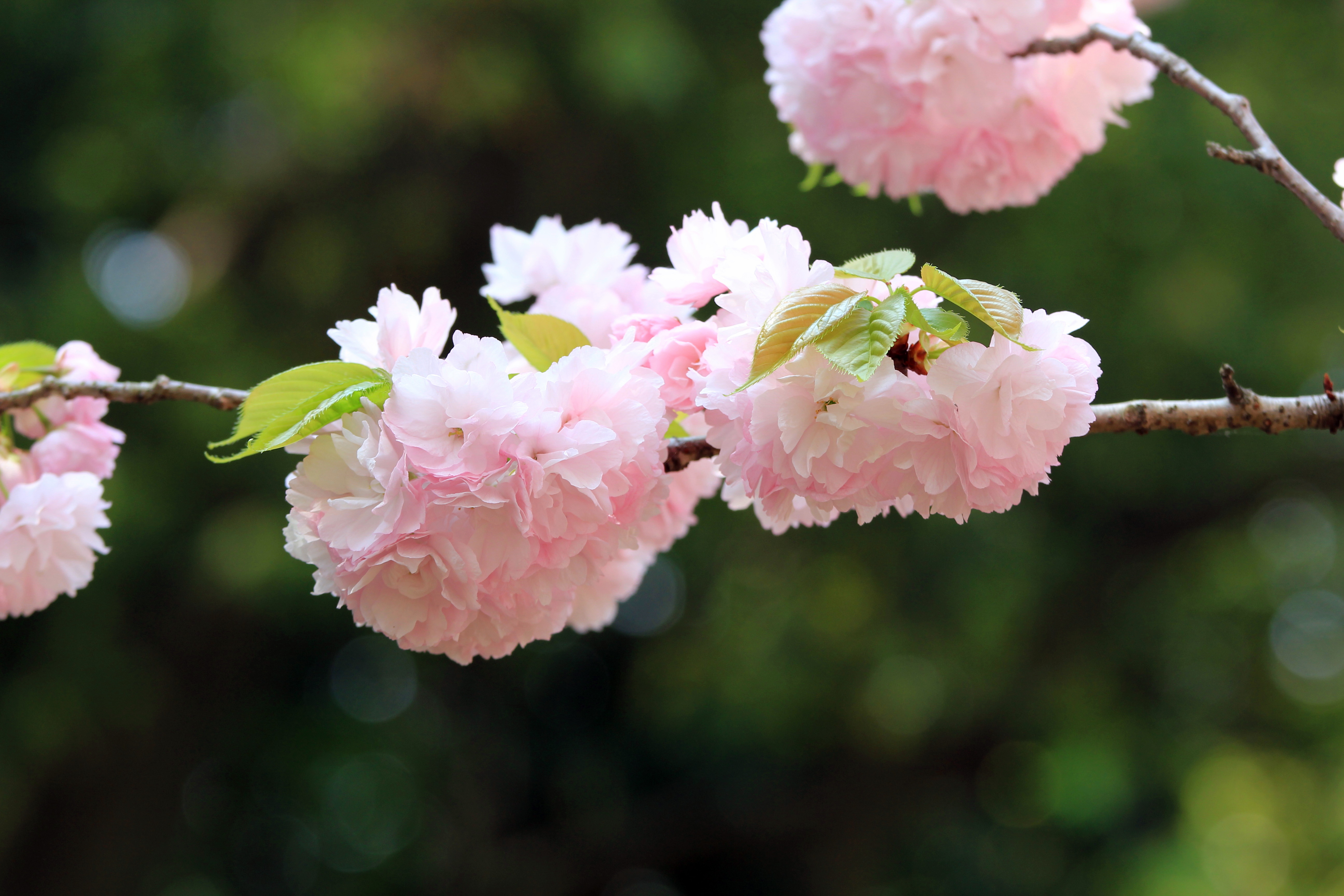 写真：八重桜（２）
