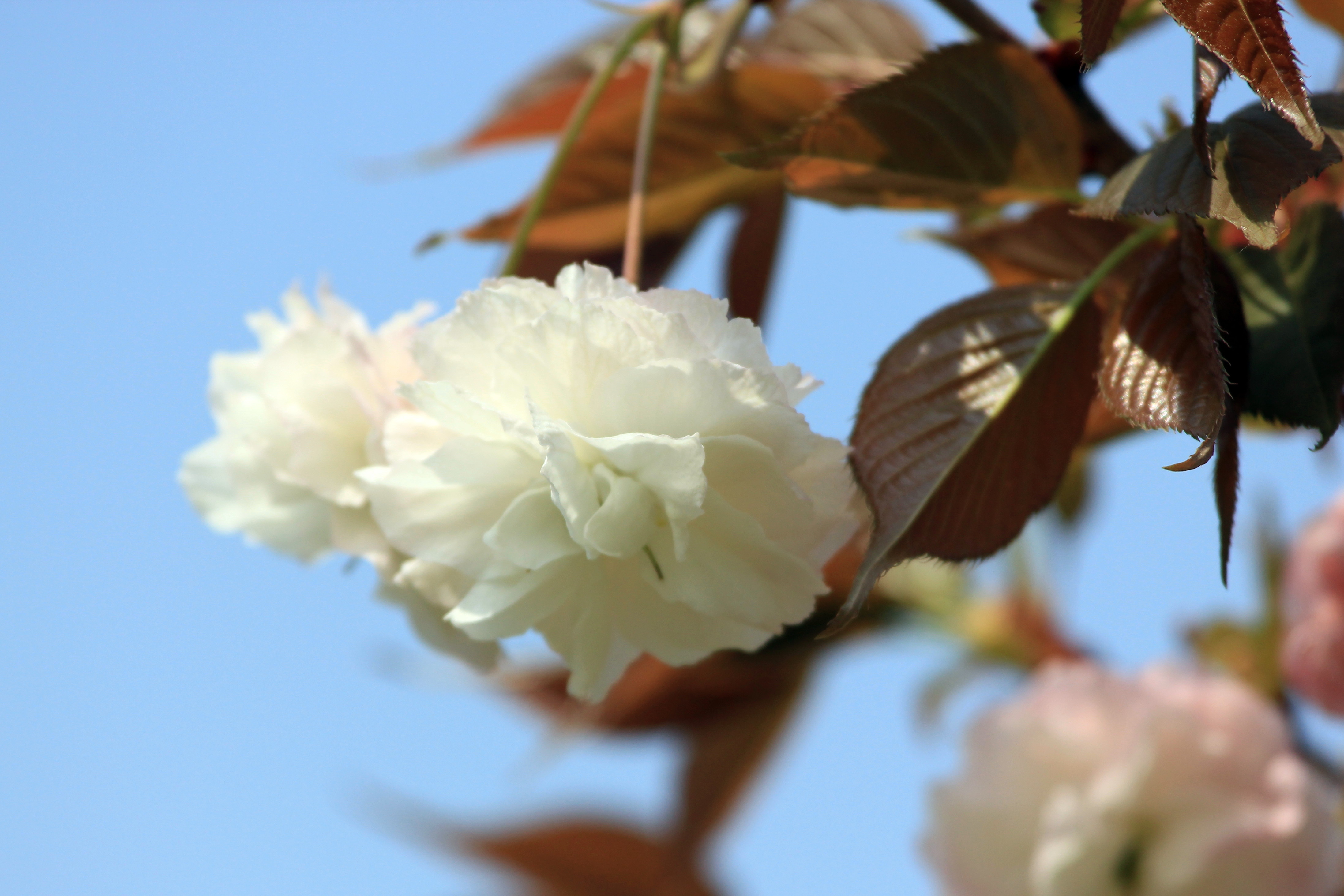 写真：八重桜（３）