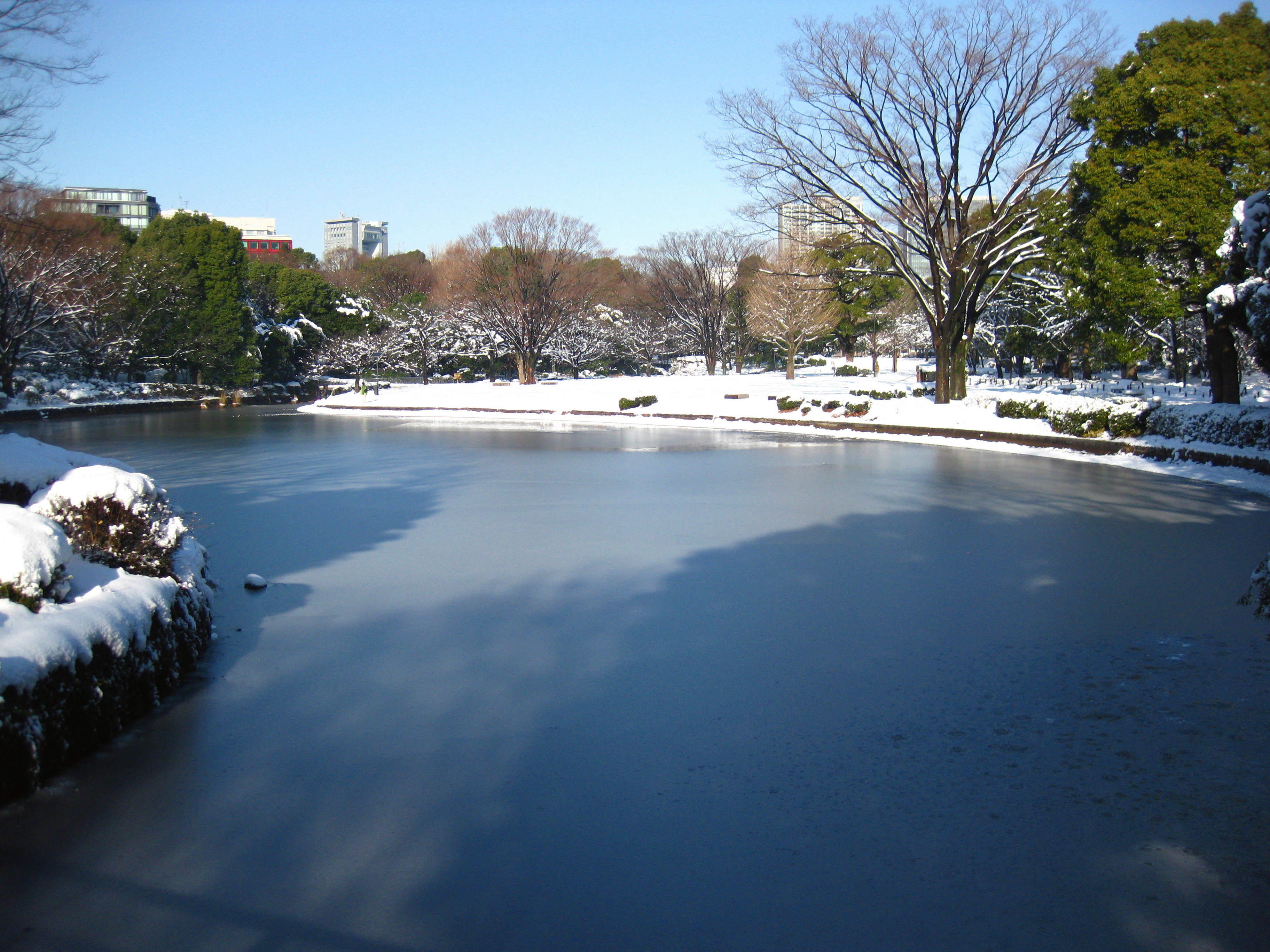 写真：氷が張った中の池
