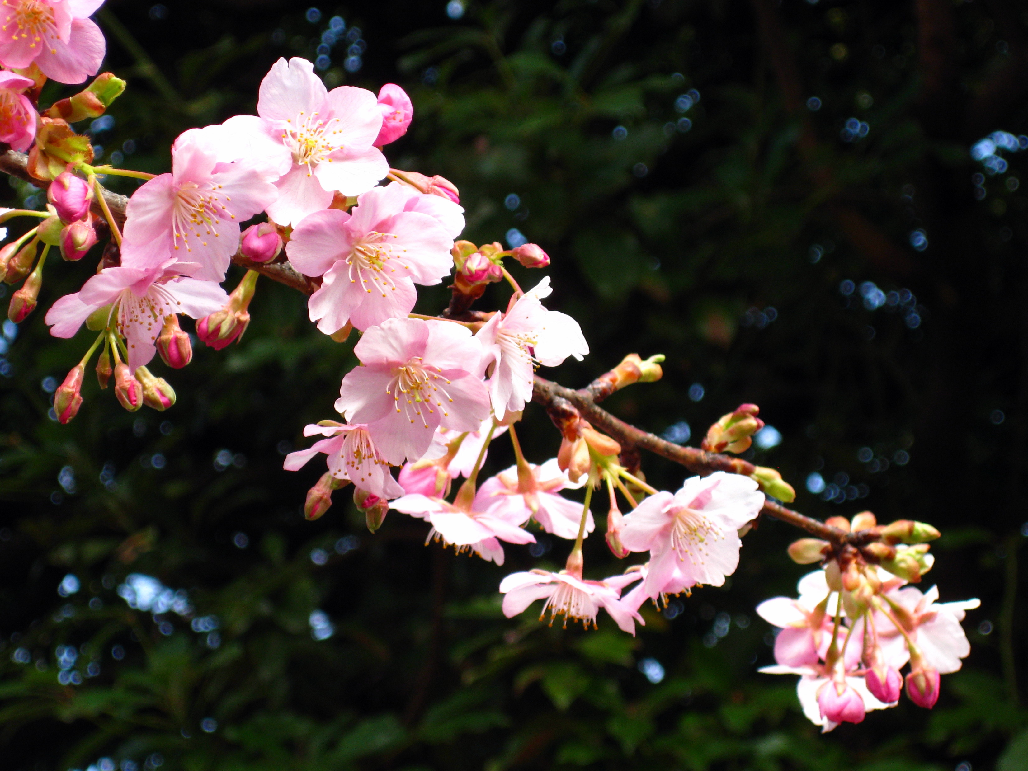 写真：河津桜（２）