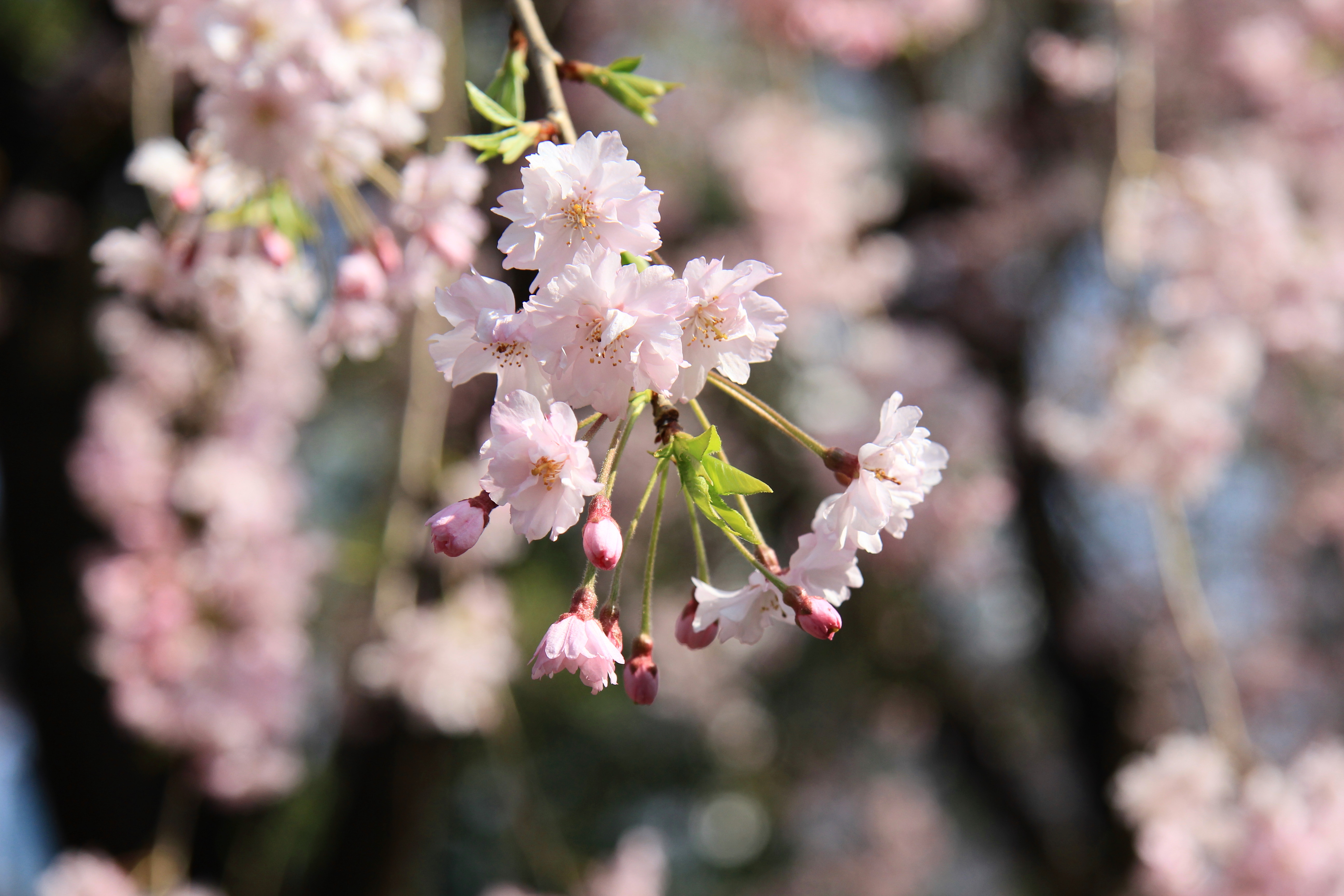 写真：清水門付近の八重紅枝垂桜（２）