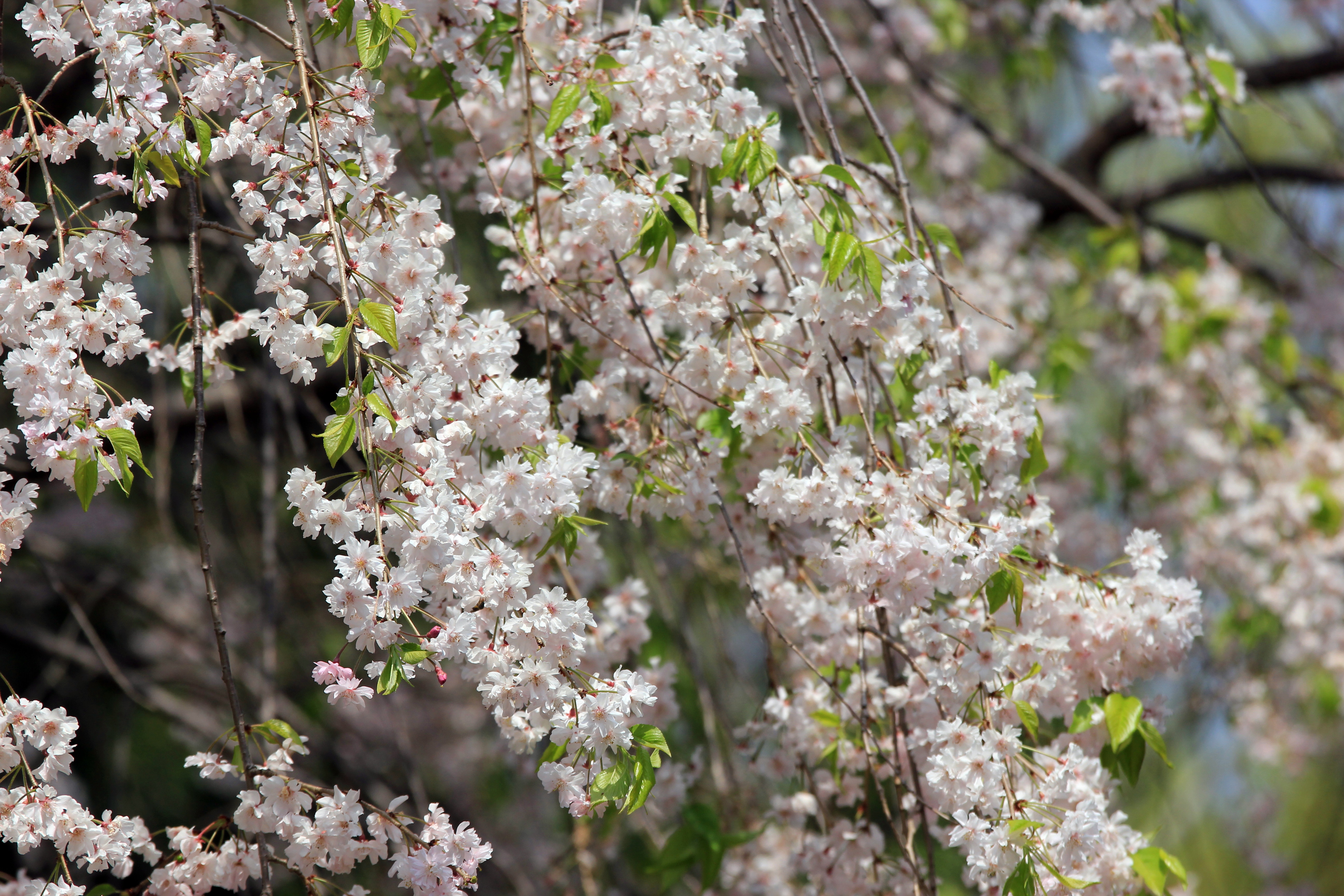 写真：清水門付近の八重紅枝垂桜（３）