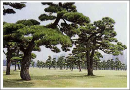 Photo: Japanese Black Pine (Pinus Thunbergii)