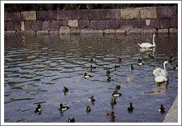 Photo: Wild life(fish & birds) in the Moats and New Purification System