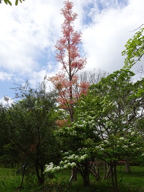 写真：紅くそびえ立つチャンチンの樹とオオデマリ