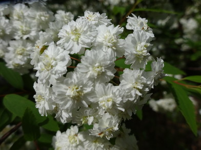 コデマリ（小手毬）八重咲きの花のアップの写真