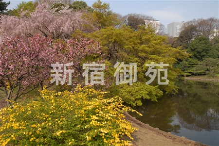 写真：日本庭園１