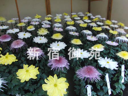 写真：一文字、管物菊花壇