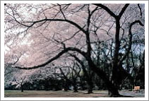 写真：桜の季節は園内全体がピンク色に