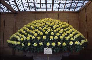 写真：大作り花壇　（おおづくりかだん）