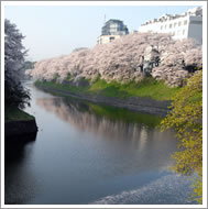 皇居外苑の一年間