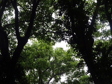 写真：キビタキが好む条件に合う北の丸公園の林