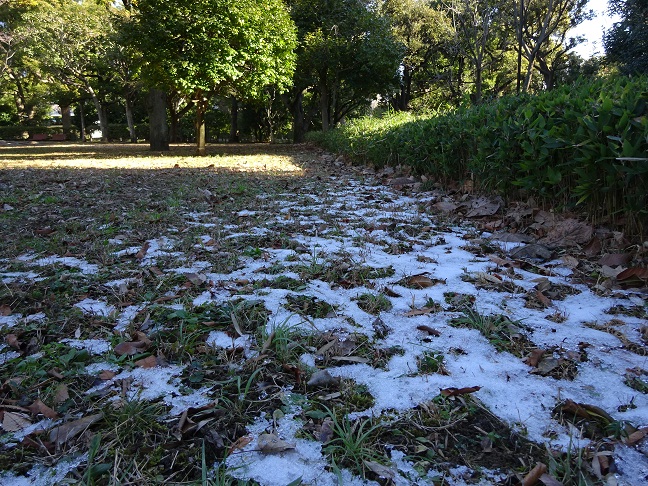 写真：見本園に残る雪