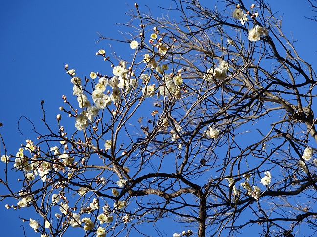 写真：早咲きの白梅