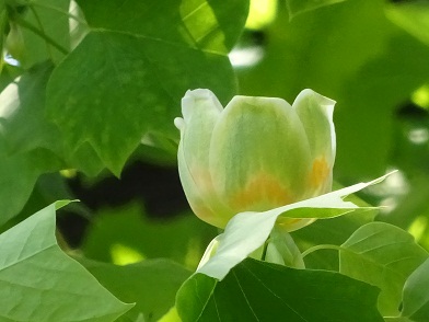 写真：開き初めのユリノキの花