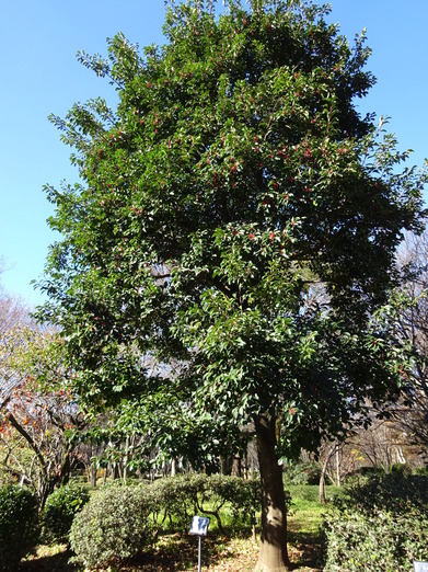 紅い実を持つ常緑樹。グリーンアドベンチャ－大人用18番