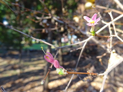 写真：ウグイスカグラの小さな花
