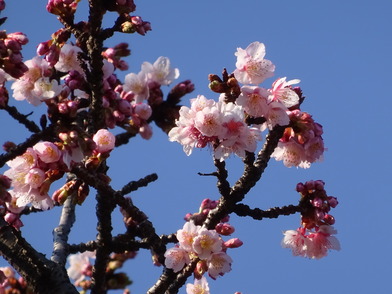 写真：カンザクラ（寒桜）