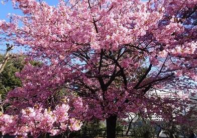 葉桜になりつつある満開のカワヅザクラ