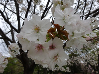 旗桜（ハタザクラ）アップの写真