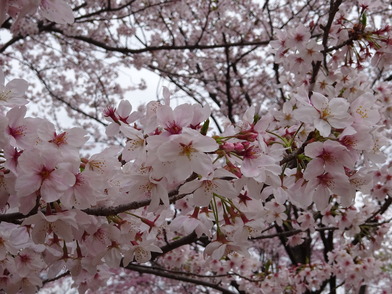 芝生広場染井吉野の花のアップ。まだキレイです。