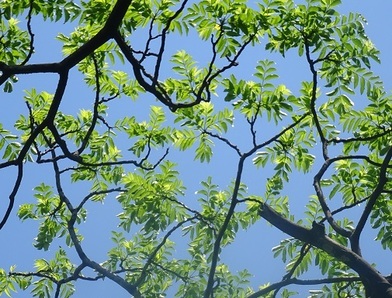 カラスザンショウの葉の写真