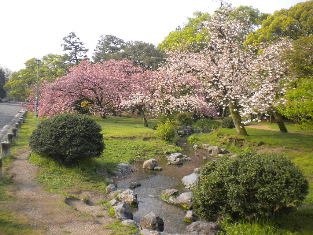 写真：出水の里桜①