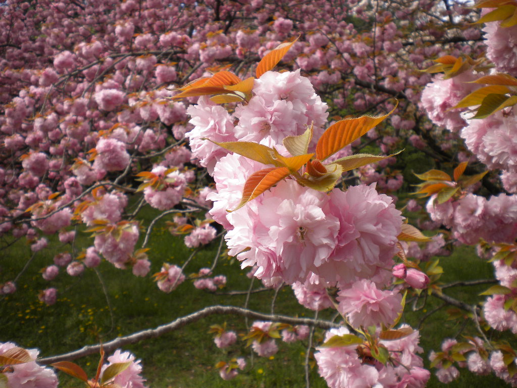 写真：出水の里桜⑤