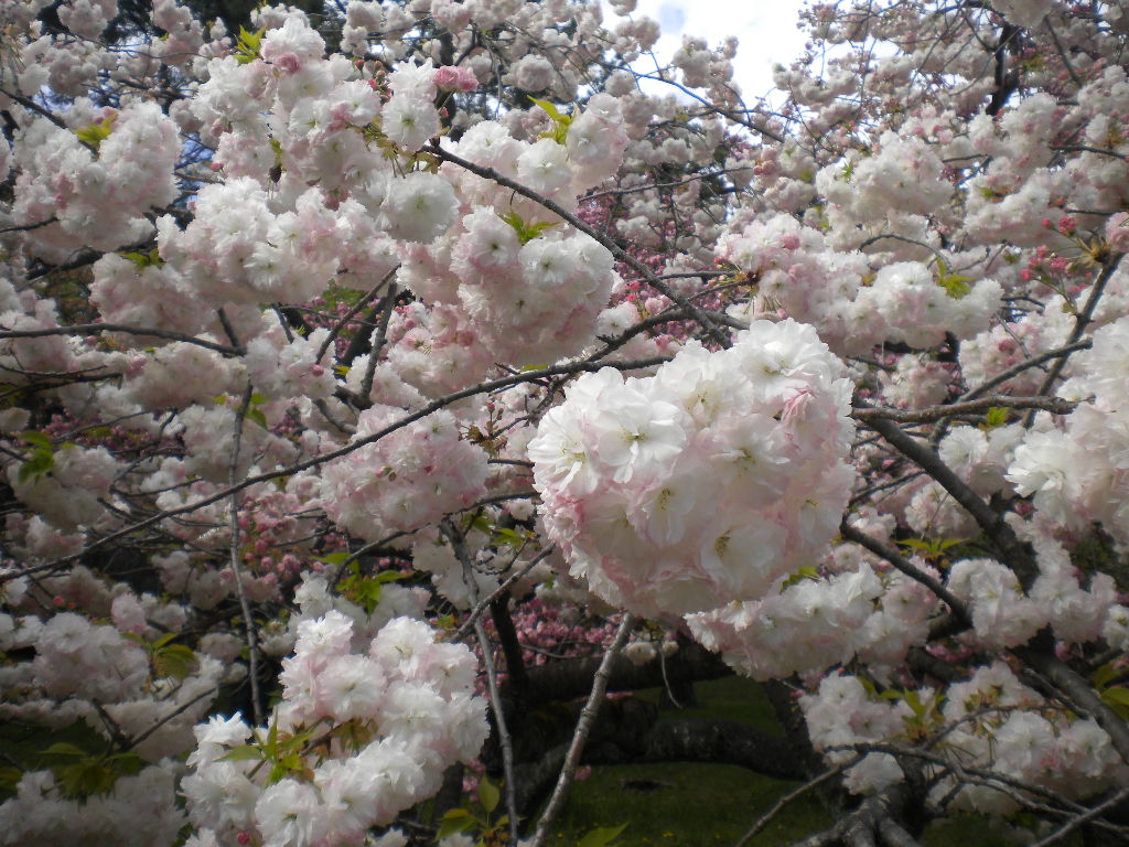 写真：出水の里桜⑥