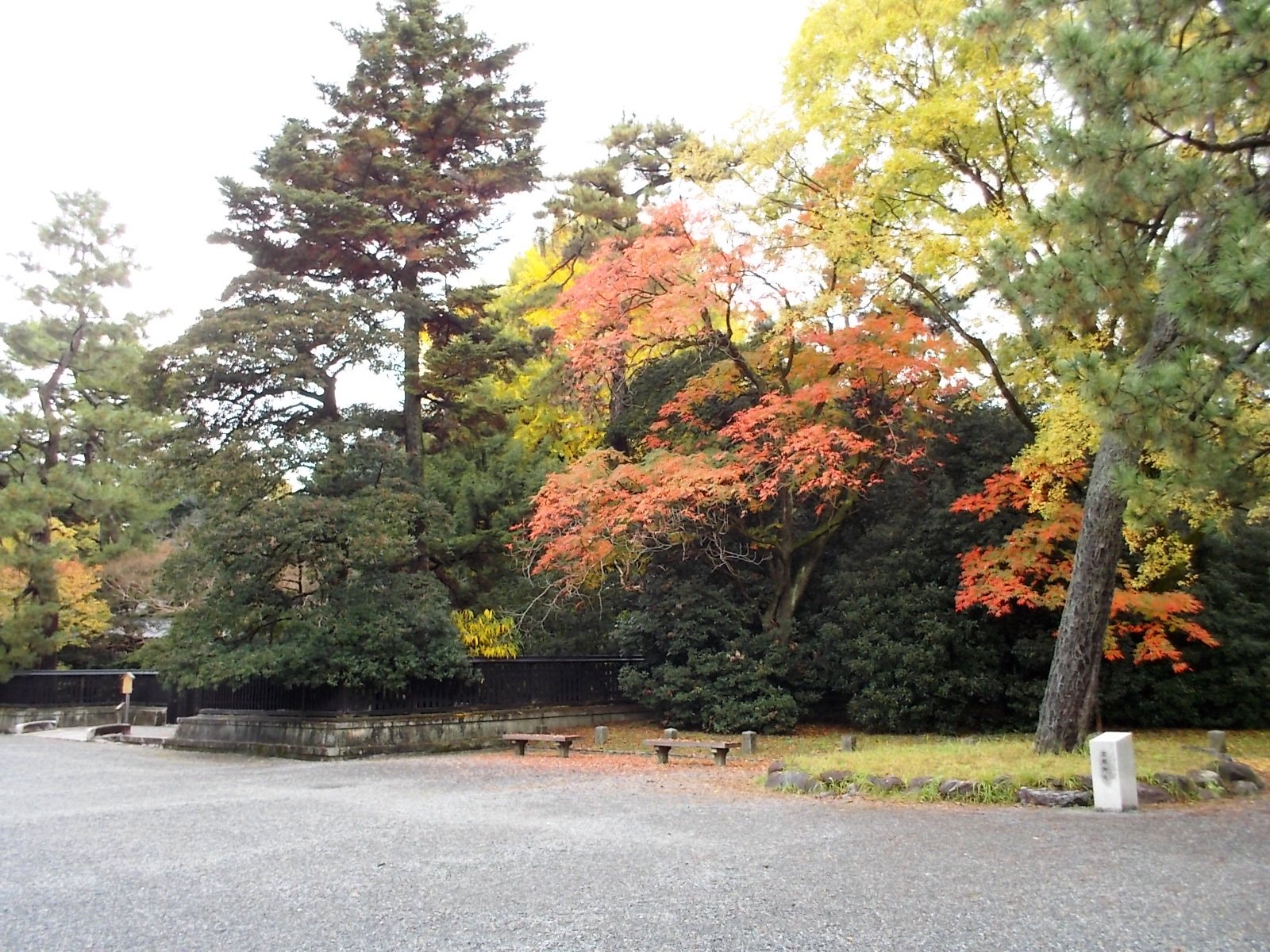 写真：中山邸跡東側のハゼノキとエノキ