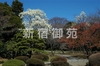 写真：日本庭園３
