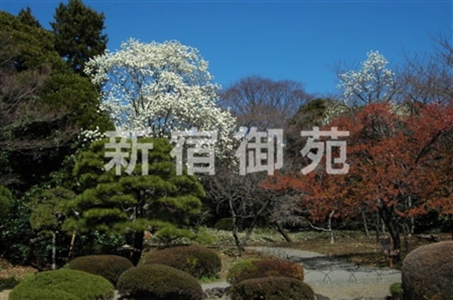写真：日本庭園３