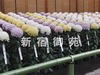 写真：大菊花壇