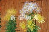写真：肥後菊花壇