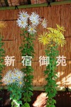 写真：肥後菊花壇