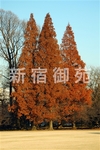 写真：メタセコイア紅葉