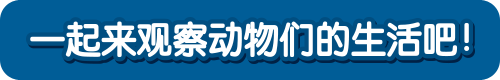 一起来观察动物们的生活吧!