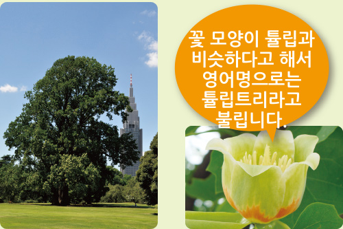 꽃 모양이 튤립과 비슷하다고 해서 영어명으로는 튤립트리라고 불립니다.