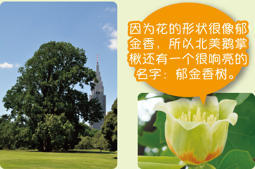 因为花的形状很像郁金香,所以北美鹅掌楸还有一个很响亮的名字:郁金香树。