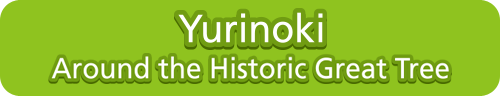 Yurinoki – Around the Historic Great Tree