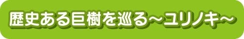 歴史ある巨樹を巡る ユリノキ