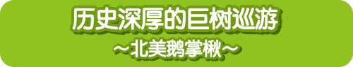 历史深厚的巨树巡游~北美鹅掌楸~