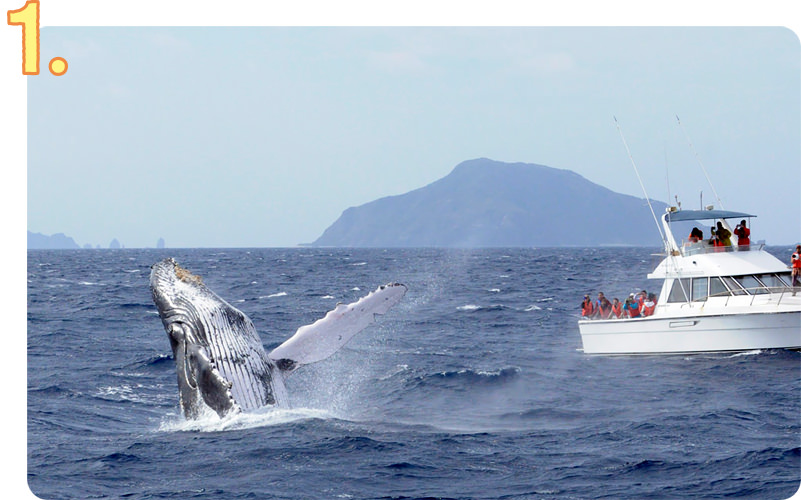 ザトウクジラが目前に！ホエールウォッチング／慶良間諸島周辺海域