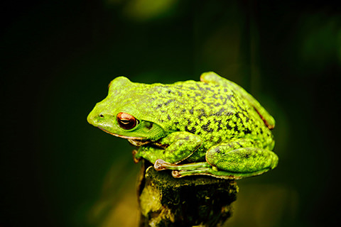 泡上の卵から、およそ300~800匹が、池の中に産まれ落ちる