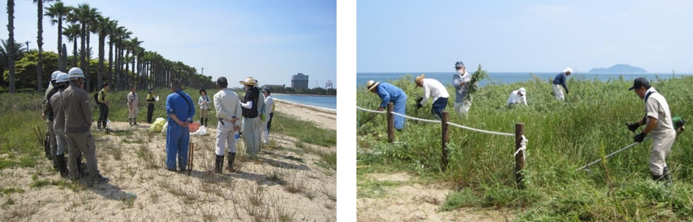織田ヶ浜「ウンラン保護区」の整地と漂着ゴミ拾い（左／2023年5月）。小学生の活動前に織田ヶ浜「ウンラン保護区」の下整地（右／2023年9月）