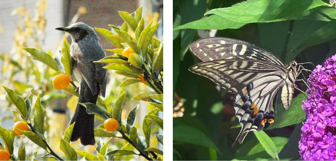 庭のキンカンはヒヨドリの餌場にもなっています（左）。ブッドレアの花は香りが強くアゲハチョウなどの昆虫に好まれます（右）。
