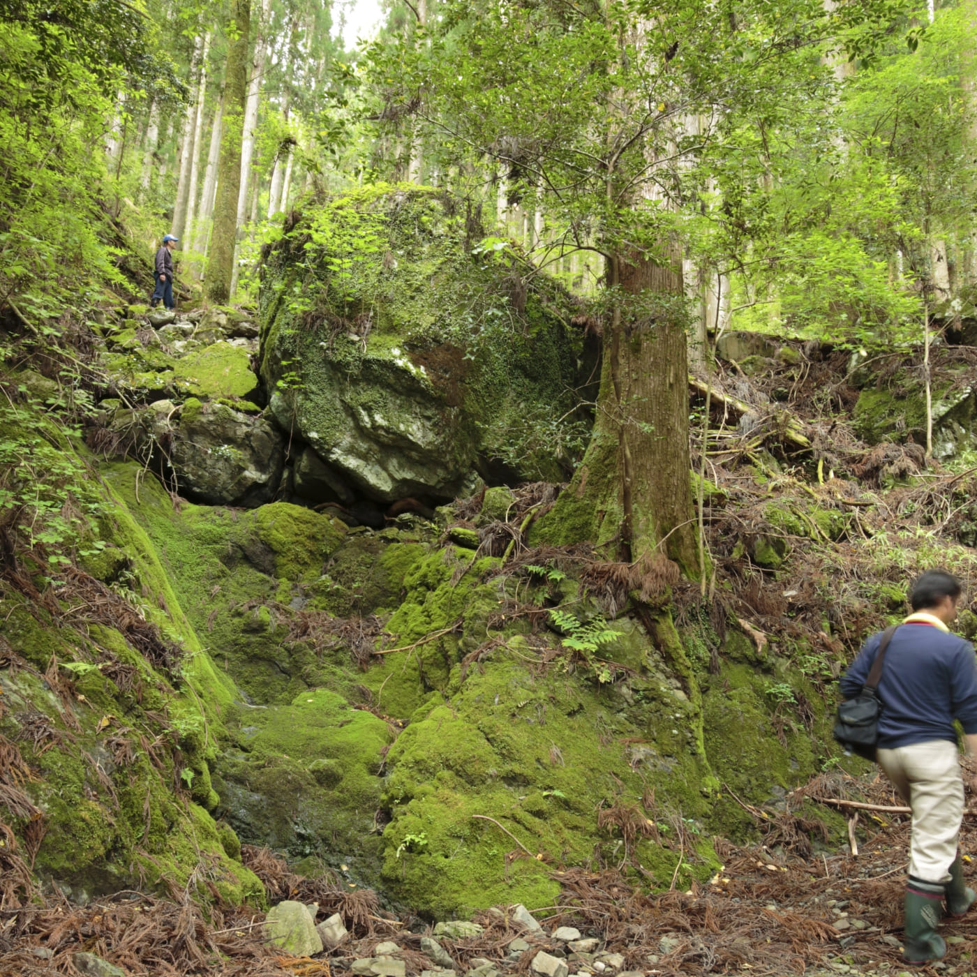 保水力のある山には多様な苔類も存在しています。