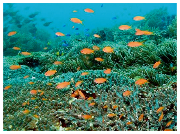 沿岸地域において高潮などの水害リスクを軽減するサンゴ礁