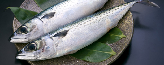Oki-saba -mackerels from offshore Hachinohe-